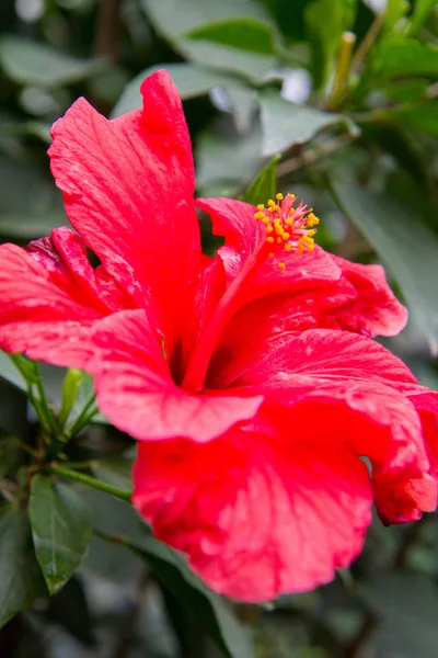 Hibiscus Fleur Rouge Gros Plan — Photo