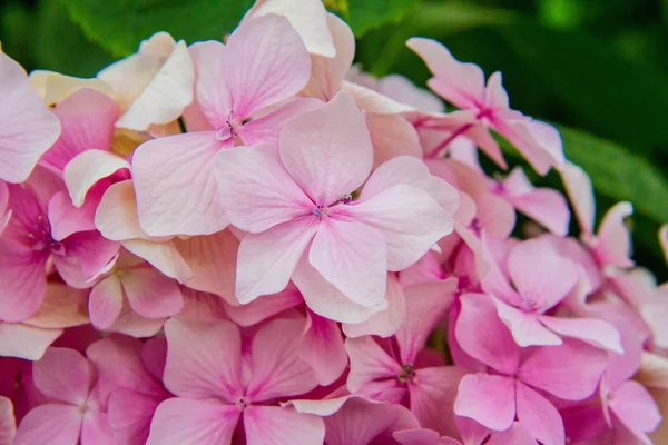 Ροζ Hortensia Λουλουδιών Που Ανθίζουν Κοντινό Πλάνο — Φωτογραφία Αρχείου