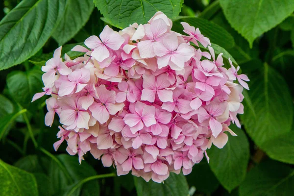 Fiore Ortensia Rosa Che Sboccia Vicino — Foto Stock