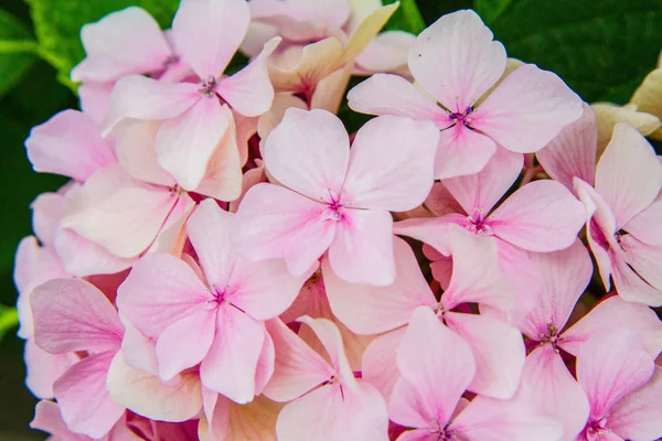 Ροζ Hortensia Λουλουδιών Που Ανθίζουν Κοντινό Πλάνο — Φωτογραφία Αρχείου