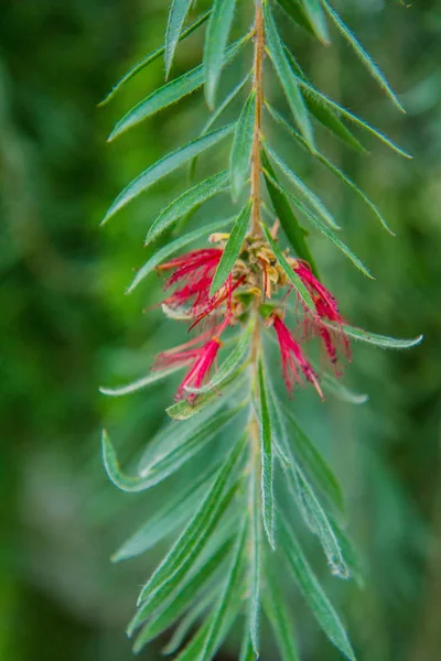Melaleuca Citrina Ortak Kırmızı — Stok fotoğraf