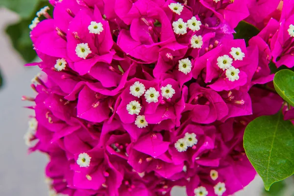 Bougainvillea Roślin Kwitnących — Zdjęcie stockowe