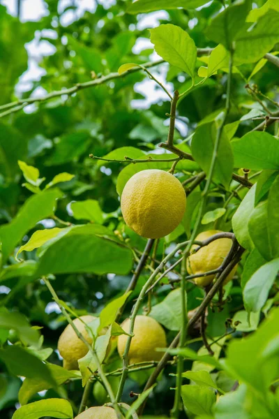 Fruta Limão Fresca Ramo — Fotografia de Stock