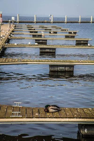 Vista Cais Madeira Com Alguns Patos Gaivotas — Fotografia de Stock