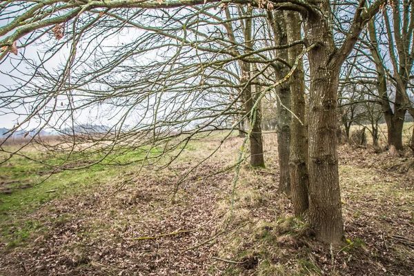 春先に曇りの日にオークの木 — ストック写真
