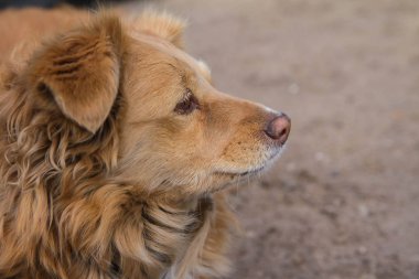 Sevimli bir kırmızı köpek yakın çekim