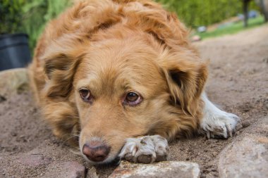 Kırmızı köpek yerde yatan çok üzgün görünümlü