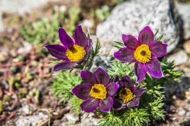 Pulsatilla (pasque çiçek) bir bahçede çiçeklenme