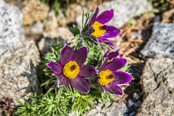Pulsatilla Pasque Çiçek Bir Bahçede Çiçeklenme — Stok fotoğraf