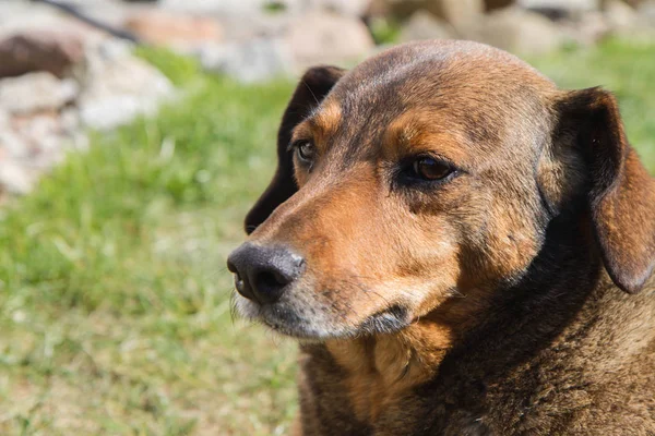 Close Cute Brown Dog — Stock Photo, Image