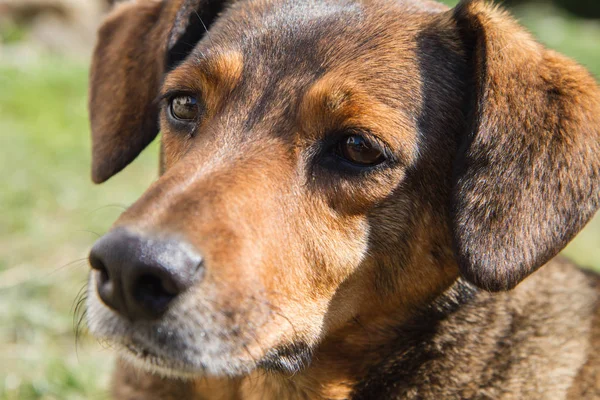 Close Cute Brown Dog — Stock Photo, Image