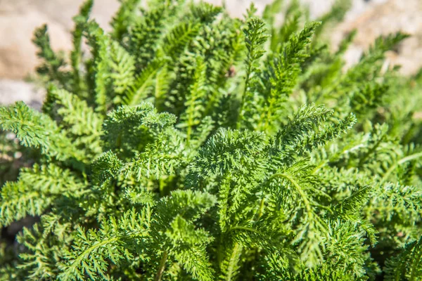 Pianta Achillea Comune Che Cresce Giardino — Foto Stock