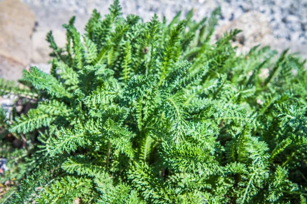 Pianta Achillea Comune Che Cresce Giardino — Foto Stock