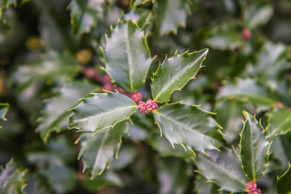 Holly (Ilex aquifolium) in close up