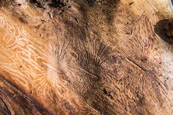 Canais Mastigação Provas Atividade Besouro Casca Num Pedaço Madeira — Fotografia de Stock