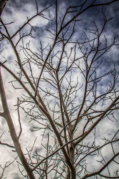 Walnut Tree Close Cloudy Sky Background — Stock Photo, Image