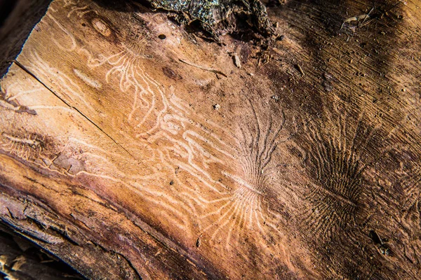 Chewing Channels - Evidence of bark beetle activity on a piece of wood — Stock Image Chewing Channels Evidence Bark Beetle Activity Piece Wood Royalty Free Stock Images