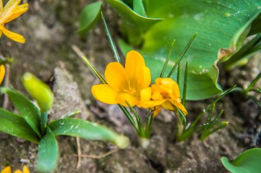 Çiğdem çiçekleri bahçede çiçek açmaya başlıyor
