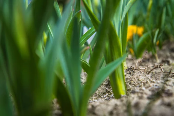 Fiori Cocco Che Iniziano Fiorire Giardino — Foto Stock