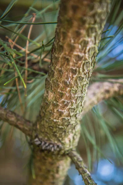 Black Pine Tree Branch Close Bark — Stock Photo, Image