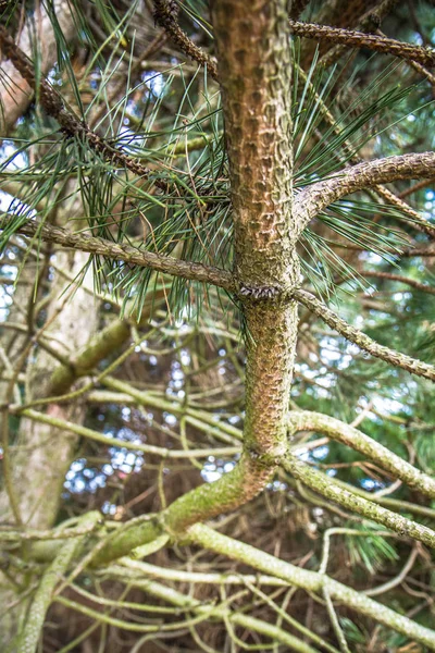 Black Pine Tree Branch Close Bark — Stock Photo, Image