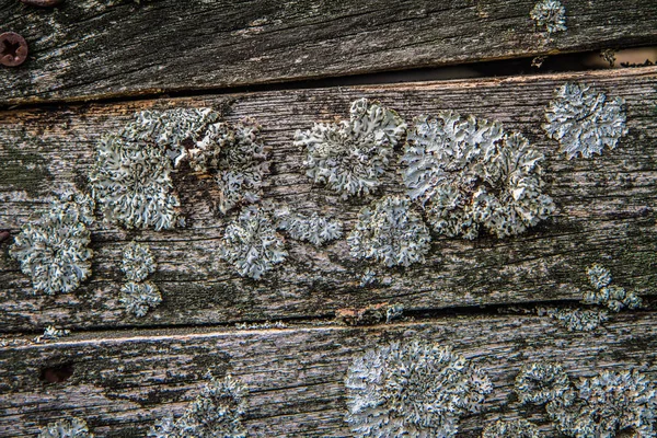 Ξύλινο Φόντο Σανίδες Κάποιο Μύκητα Αυξάνεται Αυτά — Φωτογραφία Αρχείου
