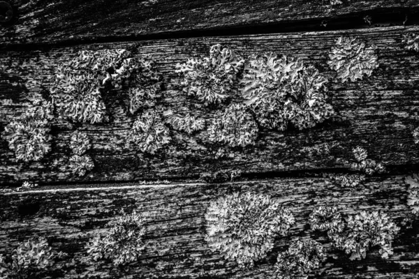Wooden Background Planks Some Fungus Growing Them — Stock Photo, Image