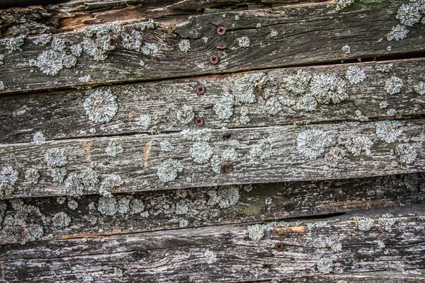 Houten Achtergrond Planken Met Enige Schimmel Erop — Stockfoto