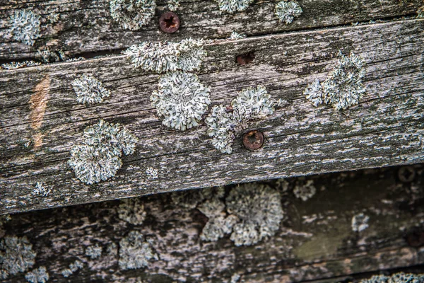 Ξύλινο Φόντο Σανίδες Κάποιο Μύκητα Αυξάνεται Αυτά — Φωτογραφία Αρχείου