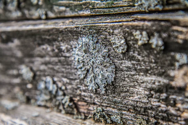 木制背景 上面生长着一些真菌的木板 — 图库照片