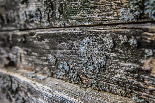 Holzuntergrund Bretter Auf Denen Ein Pilz Wächst — Stockfoto
