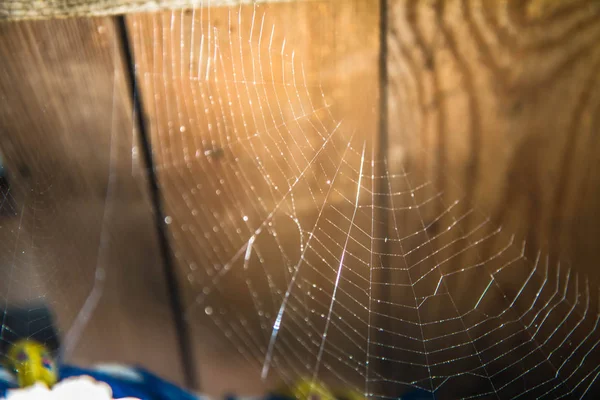 Pânză Păianjen Într Magazie Lemn Lumina Soarelui — Fotografie, imagine de stoc