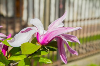 Manolya baharda çiçek açar. 