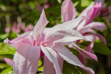 Manolya baharda çiçek açar. 