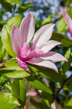 Manolya baharda çiçek açar. 