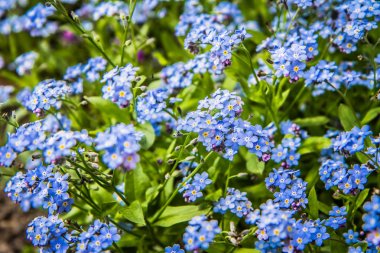 Myosotis (unut-me-nots) yakın çiçek açan