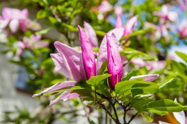 Manolya baharda çiçek açar. 