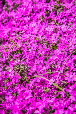 Phlox subulata (yosun pembesi) bitki yakın çiçek