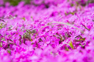 Phlox subulata (yosun pembesi) bitki yakın çiçek