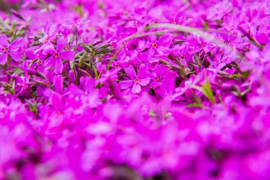 Phlox subulata (yosun pembesi) bitki yakın çiçek