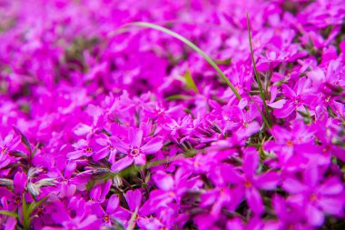 Phlox subulata (yosun pembesi) bitki yakın çiçek