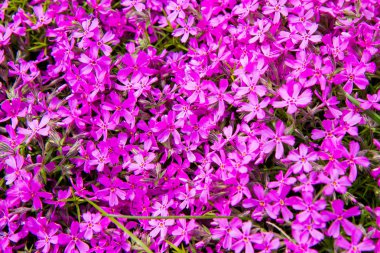 Phlox subulata (yosun pembesi) bitki yakın çiçek