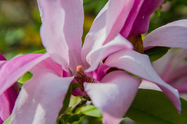 Magnolia Floraison Printemps — Photo