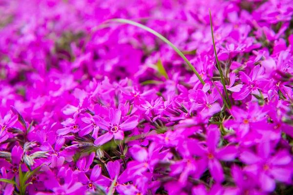 Phlox Subulata Moosrosa Blüht Großaufnahme — Stockfoto