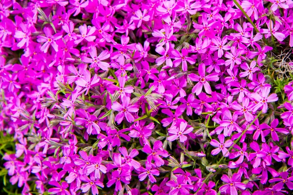 Phlox Subulata Mechem Růžová Rostlina Bloomin Těsné Blízkosti — Stock fotografie