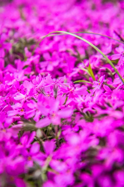 Phlox Szydlasty Mech Różowy Roślina Bloomin Zbliżenie — Zdjęcie stockowe