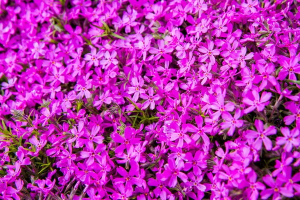 Phlox Subulata Rosa Musgo Flor Planta Close Fotos De Bancos De Imagens