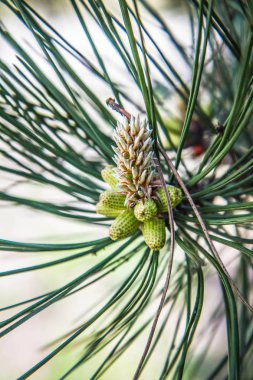 Yakın çekimde siyah çam ağacı dalı