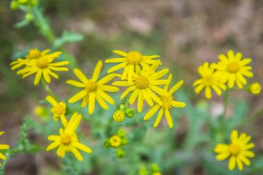 Senecio squalidus known as Oxford ragwort blooming