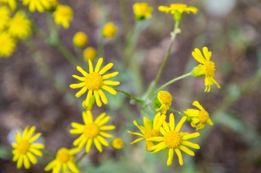 Senecio squalidus known as Oxford ragwort blooming